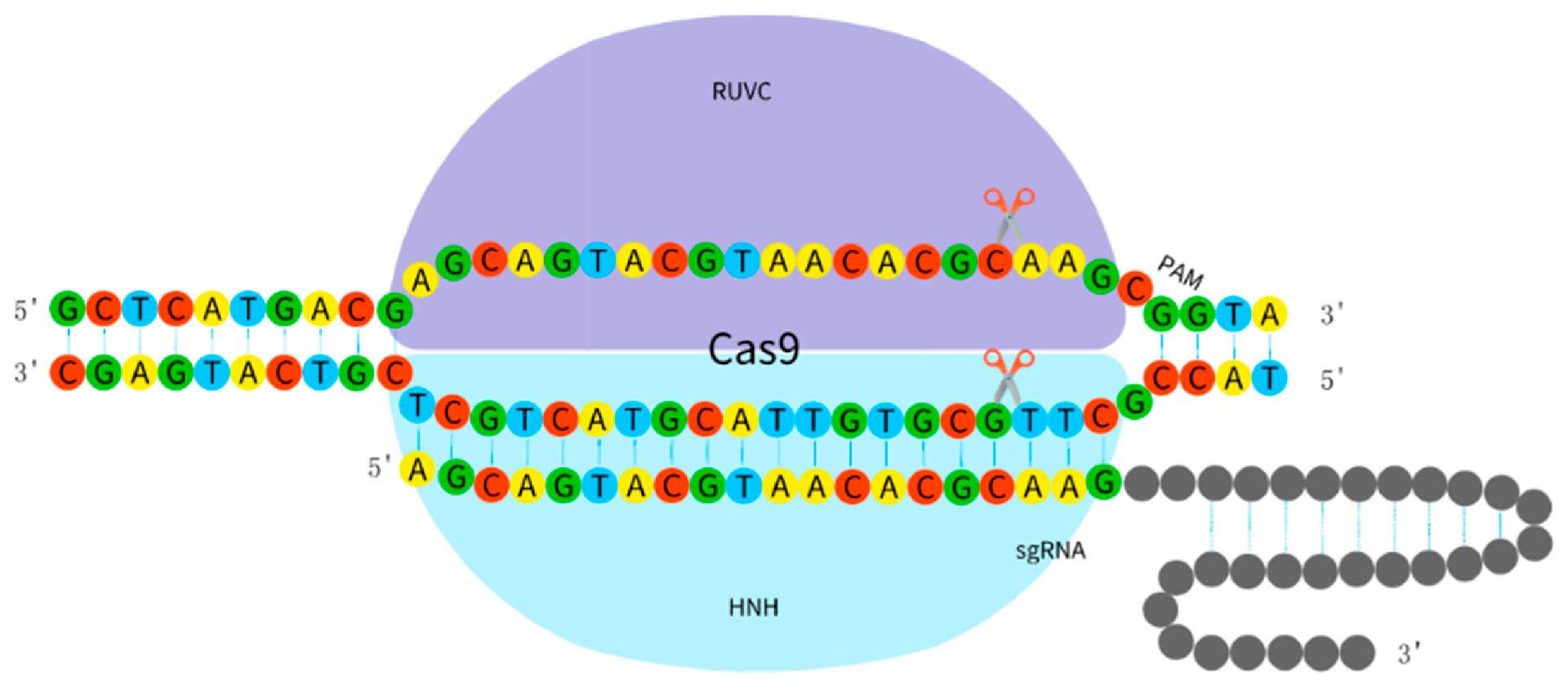 CRISPR Cas9基因编辑与sgRNA作用机制示意图