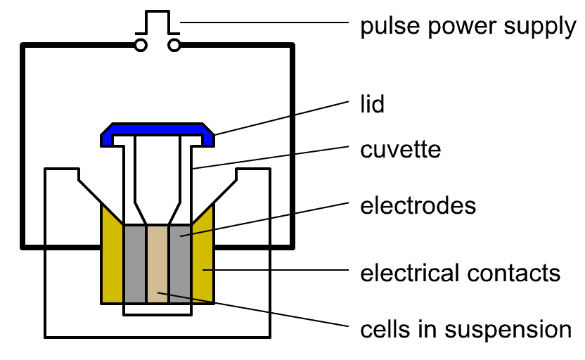 CRISPR Cas9电转与电穿孔实验原理示意图